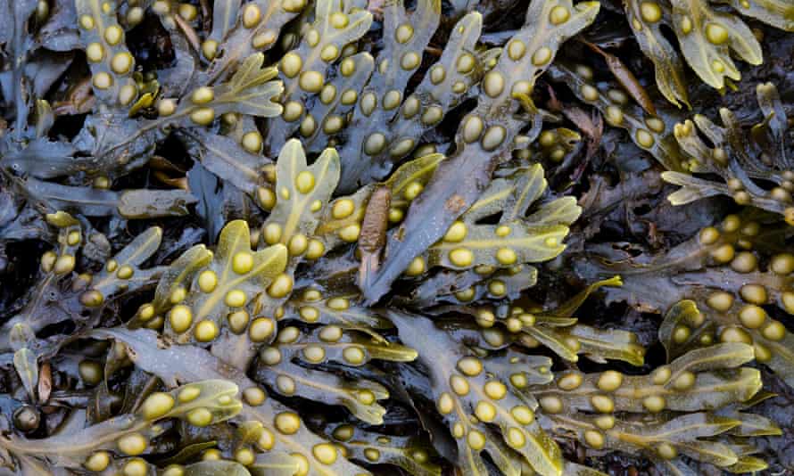Bladderwrack...What's the importance?