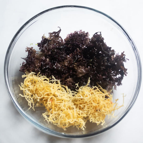 What's The Difference Between Seamoss and Irish Moss?